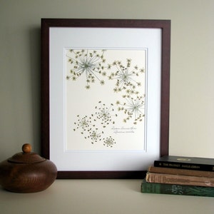 Pressed flower print, 11x14 double matted, Queen Anne's Lace wildflowers botanical, wall decor no. 0014 image 1