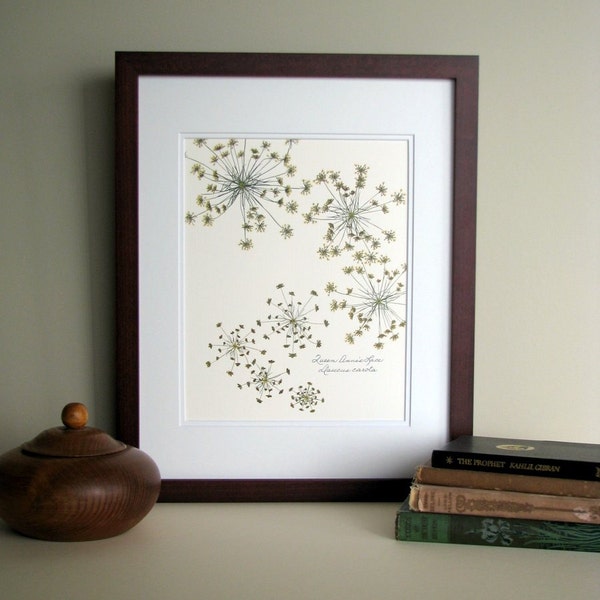 Pressed flower print, 11x14 double matted, Queen Anne's Lace wildflowers botanical, wall decor no. 0014