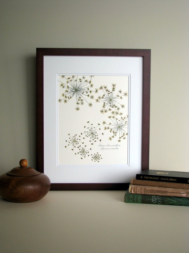 Pressed flower print, 11x14 double matted, Queen Anne's Lace wildflowers botanical, wall decor no. 0014 image 1