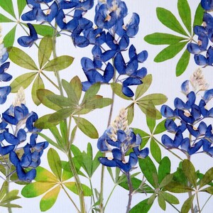 Pressed flower art print, 11x14 double matted, Texas Bluebonnets, Texas wildflowers, gift idea for a Texan, botanical wall art no. 0109 image 8