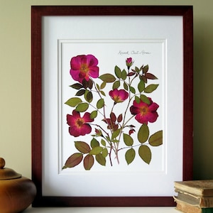 Pressed flower print, 11x14 double matted, Knock Out Rose, red roses, botanical garden art, gift for gardener, wall art no. 0108