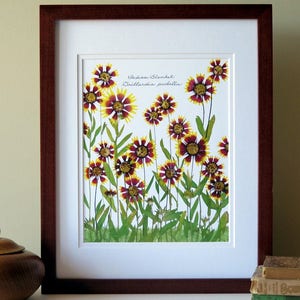 Pressed flower print, 11x14 double matted, Indian Blanket wildflowers, Texas Hill Country, Texas State school, botanical wall decor no. 0040