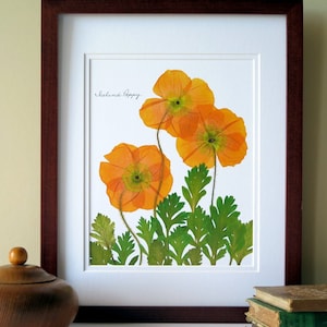 Pressed flower print, 11x14 double matted, Iceland Poppy flowers, orange poppies art, gift for gardener, botanical wall decor no. 0049