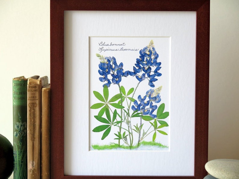Pressed flower print, 8 x 10 matted, Texas Bluebonnets, Bluebonnet wildflowers, home and garden, botanical art, no. 002 image 7