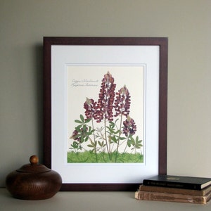 Pressed flower botanical print, 11x14 double matted, Texas Aggie Maroon Bluebonnet, Wildflowers,  wall art no. 0019