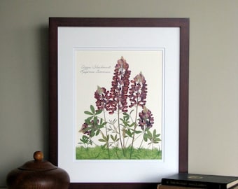 Pressed flower botanical print, 11x14 double matted, Texas Aggie Maroon Bluebonnet, Wildflowers,  wall art no. 0019