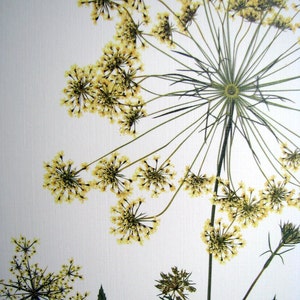 Pressed wildflower print, 11x14 double matted, Queen Anne's Lace, bloom and stem, flower print, wall art no. 0045 image 4
