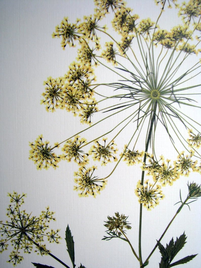 Pressed wildflower print, 11x14 double matted, Queen Anne's Lace, bloom and stem, flower print, wall art no. 0045 image 4