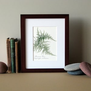 Pressed fern art print, 8&quot; x 10&quot; matted, Plumosa fern, green woodland fern, fern botanical art, no. 025