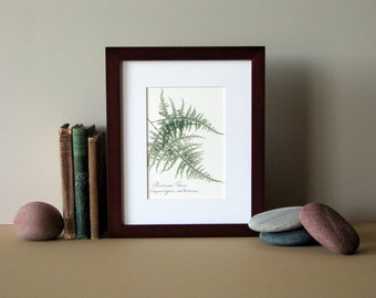 Pressed fern art print, 8" x 10" matted, Plumosa fern, green woodland fern, fern botanical art, no. 025
