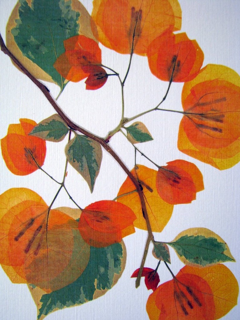 Pressed flower art, 8 x 10 matted, Bougainvillea blooms, flat flower designs, Apricot, botanical wall hanging art no. 066 image 4