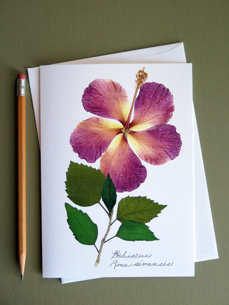 pressed flower greeting card hibiscus flower card no1202