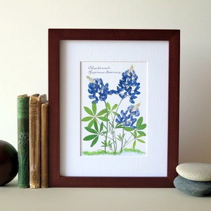 Pressed flower print, 8 x 10 matted, Texas Bluebonnets, Bluebonnet wildflowers, home and garden, botanical art, no. 002 image 4