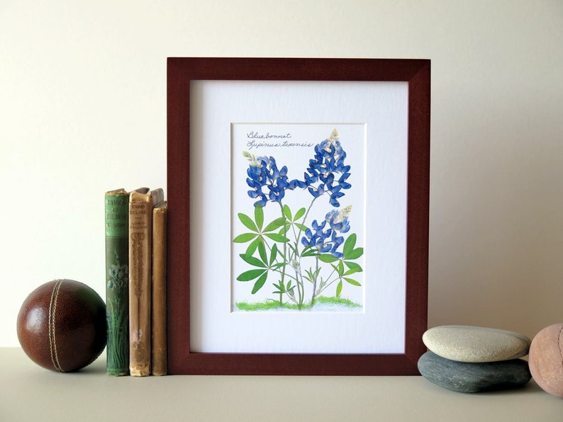 Pressed flower print, 8 x 10 matted, Texas Bluebonnets, Bluebonnet wildflowers, home and garden, botanical art, no. 002 image 4