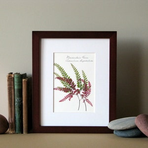 Pressed fern print, 8" x 10" matted, Bronze Maidenhair fern, nature art, dried fern print, botanical wall art no. 023