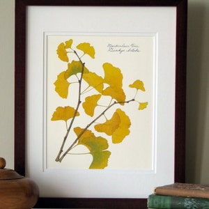 Pressed leaf print, 11x14 double matted, pressed Ginkgo leaves, tree branch, Ginkgo tree, wall art no. 0085 image 5