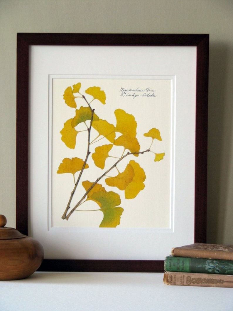 Pressed leaf print, 11x14 double matted, pressed Ginkgo leaves, tree branch, Ginkgo tree, wall art no. 0085 image 5