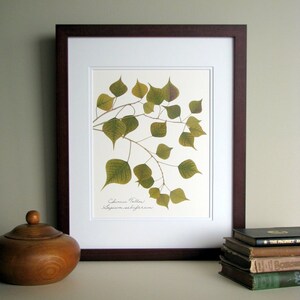 Pressed leaves print, 11x14 double matted art, green Chinese Tallow leaves, home and garden, gift for nature lover, wall decor no. 0055