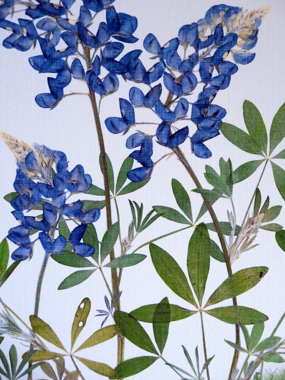 BlueNoPrints
