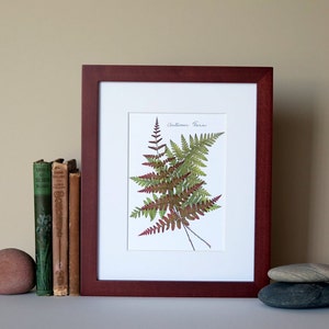 Pressed fern print, 8" x 10" matted, botanical art, Autumn Ferns, wall decor no.076