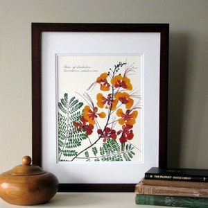 Pressed flowers print, 11x14 double matted, Pride of Barbados plant, tropical color, island flowers, wall decor no. 0084