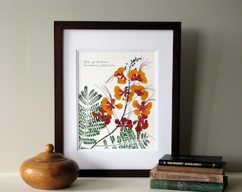 Pressed flowers print, 11x14 double matted, Pride of Barbados plant, tropical color, island flowers, wall decor no. 0084