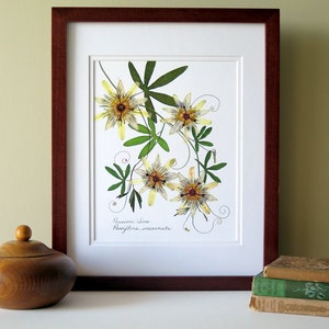 Pressed flower print, 11x14 double matted, Passion flower and Passion vine, wall decor no. 0024 image 1