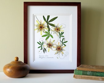 Pressed flower print, 11x14 double matted, Passion flower and Passion vine, wall decor no. 0024