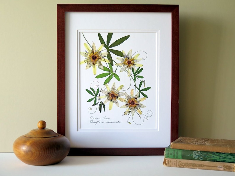 Pressed flower print, 11x14 double matted, Passion flower and Passion vine, wall decor no. 0024 image 1