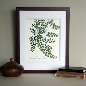 Pressed fern art print, 11x14 double matted, Southern Maidenhair fern, wall decor no. 0073