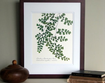 Pressed fern art print, 11x14 double matted, Southern Maidenhair fern, wall decor no. 0073