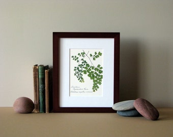 Pressed fern print, 8" x 10" matted, Southern Maidenhair fern, woodland botanical, no. 026