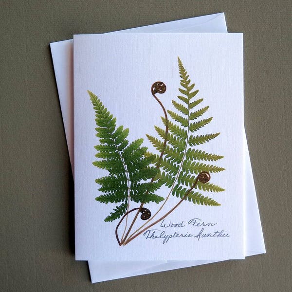 Wood fern card, fern card, pressed ferns, greeting card for nature lover, fiddlehead fern, greeting card no.1181