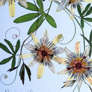 Pressed flower print, 11x14 double matted, Passion flower and Passion vine, wall decor no. 0024 image 5