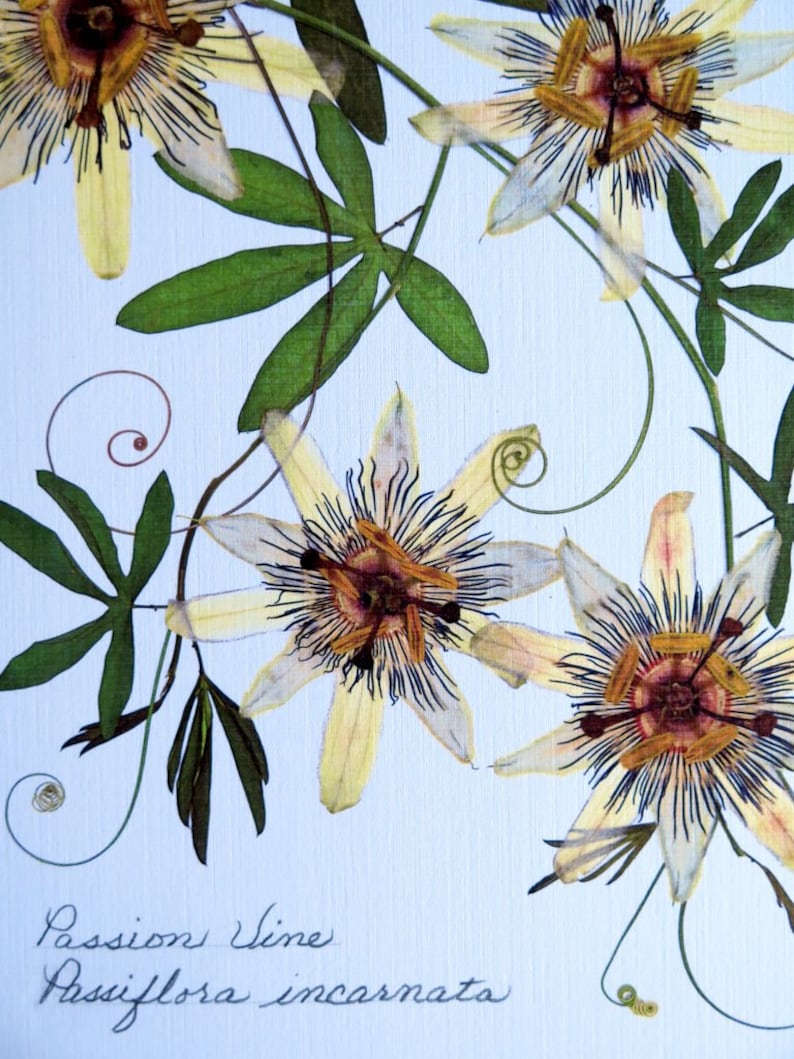 Pressed flower print, 11x14 double matted, Passion flower and Passion vine, wall decor no. 0024 image 5