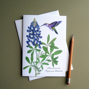 Bluebonnet wildflower with hummingbird, Texas bluebonnet, gift for a Texan, botanical greeting card, no.1152 image 7