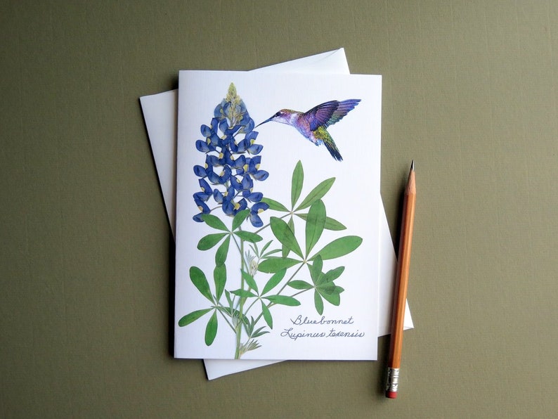 Bluebonnet wildflower with hummingbird, Texas bluebonnet, gift for a Texan, botanical greeting card, no.1152 image 7