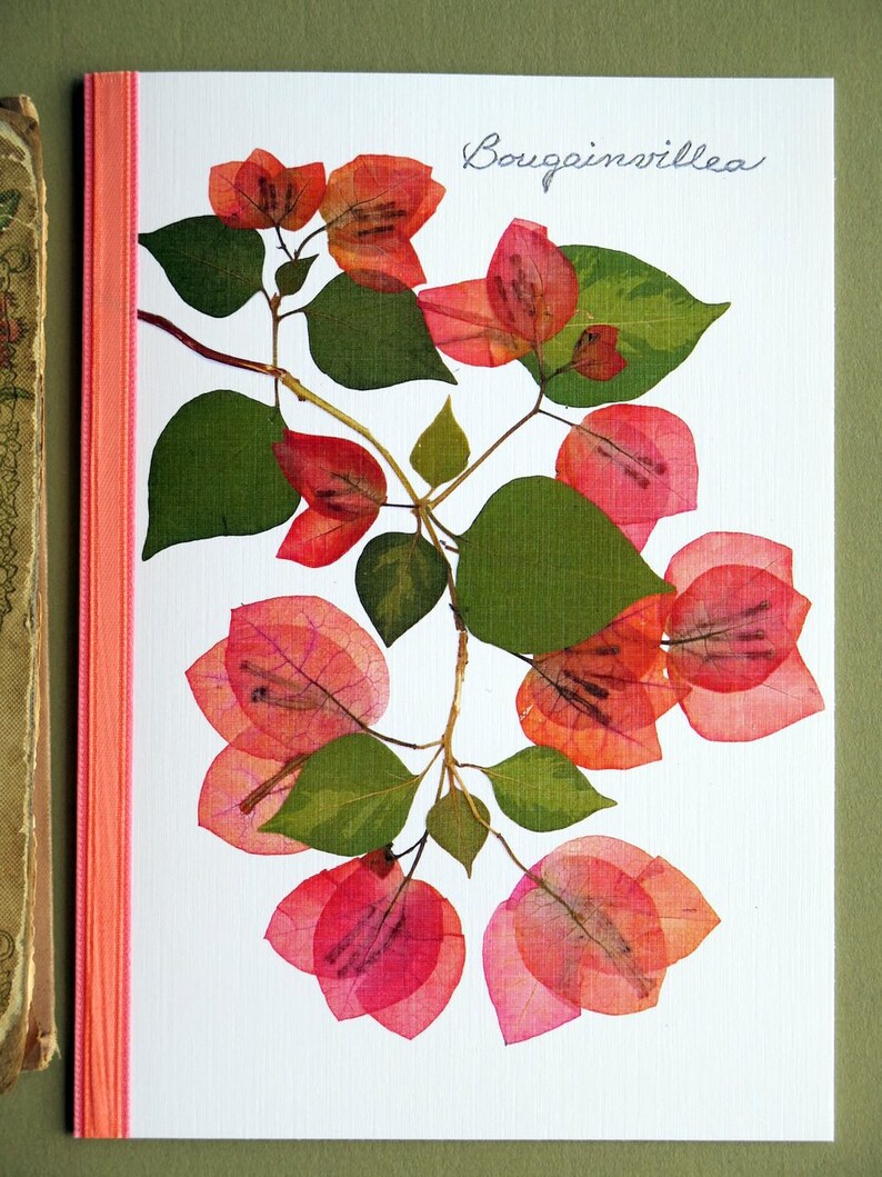 Bougainvillea flowers, branch, green leaves, floral card, botanical, Bougainvilleas pressed flower greeting card, no.1033 image 4