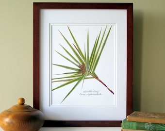 Pressed plant print, 11x14 double matted print, Sparkler Sedge modern botanical art, wall art, natural history, floral print, no. 0105