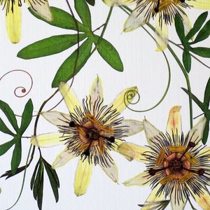 Pressed flower print, 11x14 double matted, Passion flower and Passion vine, wall decor no. 0024 image 2
