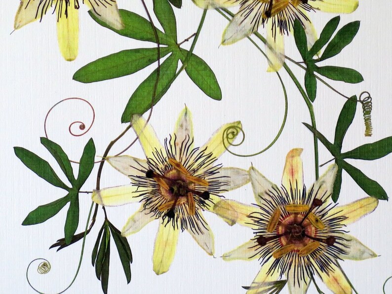 Pressed flower print, 11x14 double matted, Passion flower and Passion vine, wall decor no. 0024 image 2