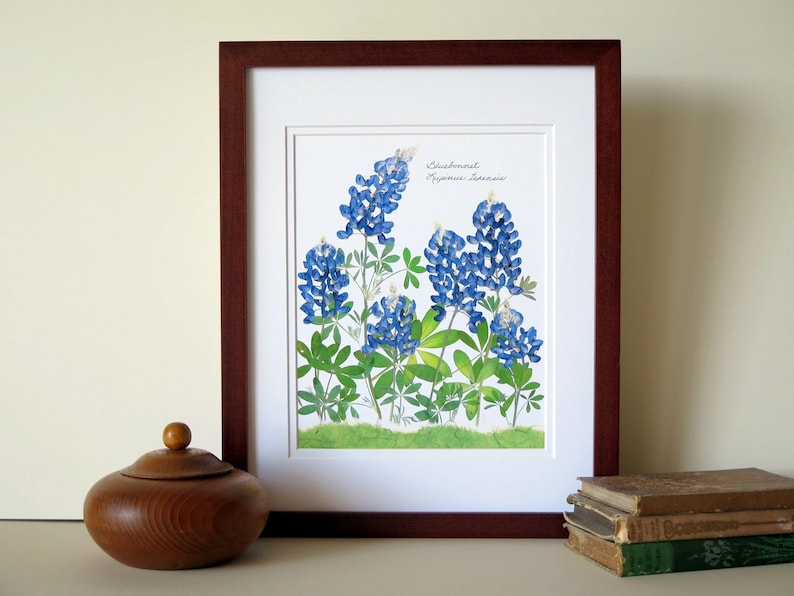 Pressed flowers print, 11x14 double matted, Texas Bluebonnets, Texas wildflowers, Texan gift, botanical art print, wall decor no. 0030 image 8