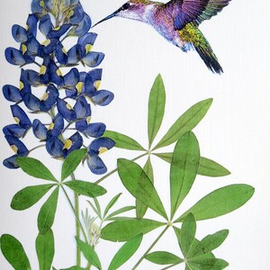 Bluebonnet wildflower with hummingbird, Texas bluebonnet, gift for a Texan, botanical greeting card, no.1152 image 3