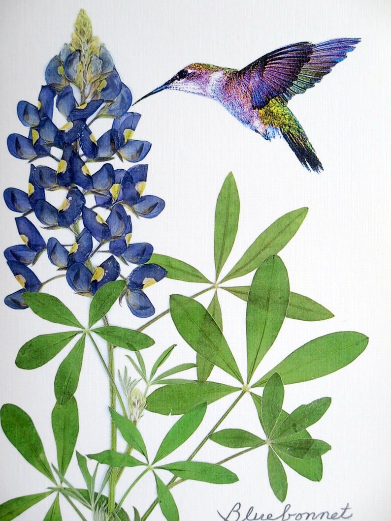 Bluebonnet wildflower with hummingbird, Texas bluebonnet, gift for a Texan, botanical greeting card, no.1152 image 3