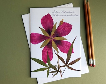 Star Hibiscus tropical maroon flower, pressed flower card, card for a gardener, botanical, Texas, floral greeting card, no.1175