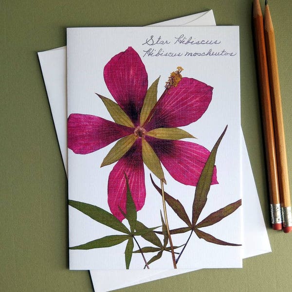 Star Hibiscus tropical maroon flower, pressed flower card, card for a gardener, botanical, Texas, floral greeting card, no.1175