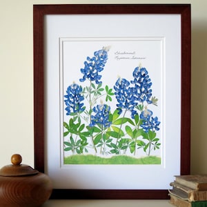 Pressed flowers print, 11x14 double matted, Texas Bluebonnets, Texas wildflowers, Texan gift, botanical art print, wall decor no. 0030 image 1