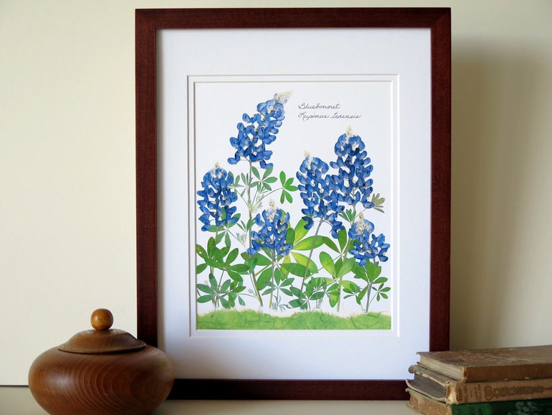 Pressed flowers print, 11x14 double matted, Texas Bluebonnets, Texas wildflowers, Texan gift, botanical art print, wall decor no. 0030 image 1