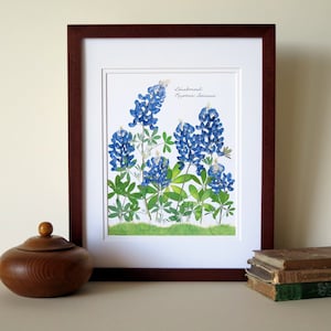 Pressed flowers print, 11x14 double matted, Texas Bluebonnets, Texas wildflowers, Texan gift, botanical art print, wall decor no. 0030 image 7