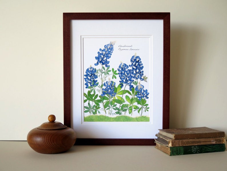 Pressed flowers print, 11x14 double matted, Texas Bluebonnets, Texas wildflowers, Texan gift, botanical art print, wall decor no. 0030 image 7